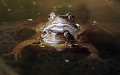 39 - Common frogs spawning - FULLER MIKE - united kingdom